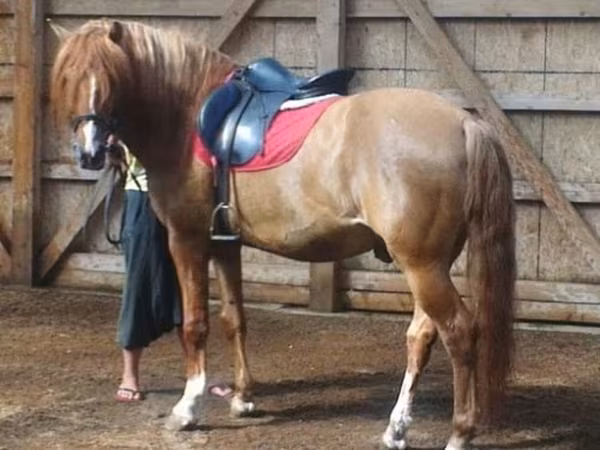 حصان, Bashkir horse