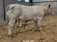 ხარი, Charolais cattle — ფოტო 2
