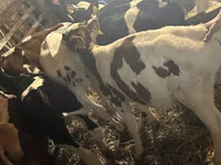 ثور, Simmental cattle — الصورة 4