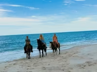 فرس, Quarter Horse — الصورة 3