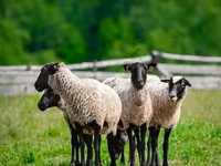 Widder, Romanov sheep — Foto 2