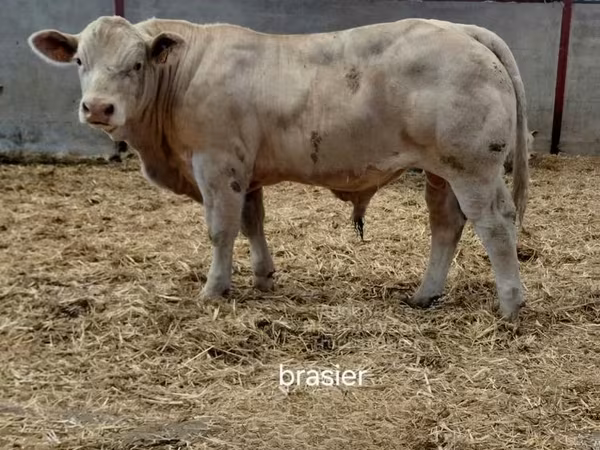 ხარი, Charolais cattle