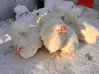 Chickens — Foto 8