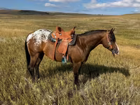 ცხენი, Horses of Sable Island — ფოტო 2