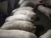 Boar, Pigs — photo 4