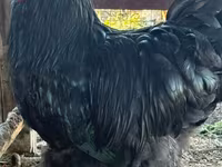जर्सी जायंट — फ़ोटो 6