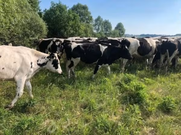 Kuh, Russian Black pied cattle