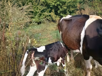 Bull, Holstein breed — photo 2