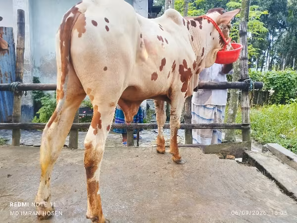 Bull, Cattle
