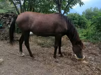 Caballo, Caballos — foto 3