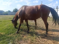 Mare, Thoroughbred horse — photo 7