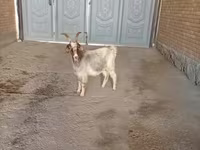 Коза, Альпийская коза — фото 3