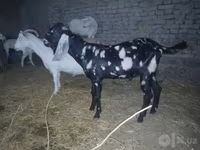 თხა, Beetal goats — ფოტო 5