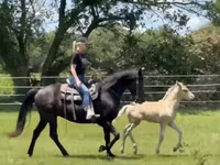 Yegua, Rocky Mountain Horse — foto 4