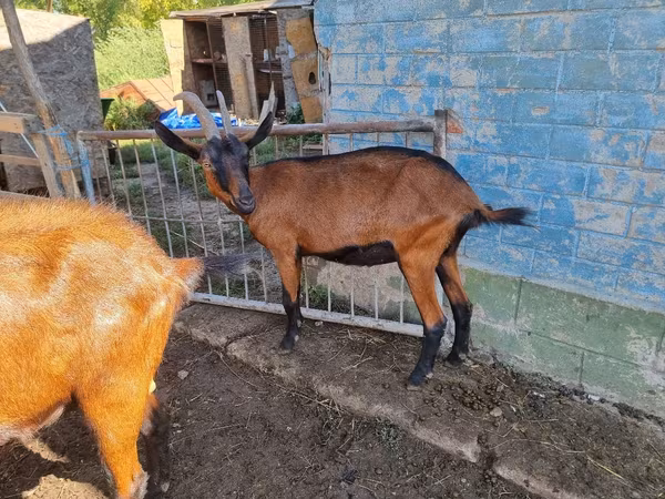 Goat, Alpine goat