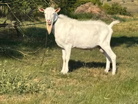बकरा, Saanen goat — फ़ोटो 3