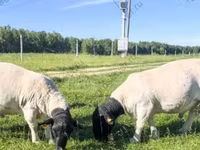 मेढ़ा, Kazakh fat-tailed coarsewool sheep — फ़ोटो 8