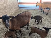 თხა, Alpine goat — ფოტო 1