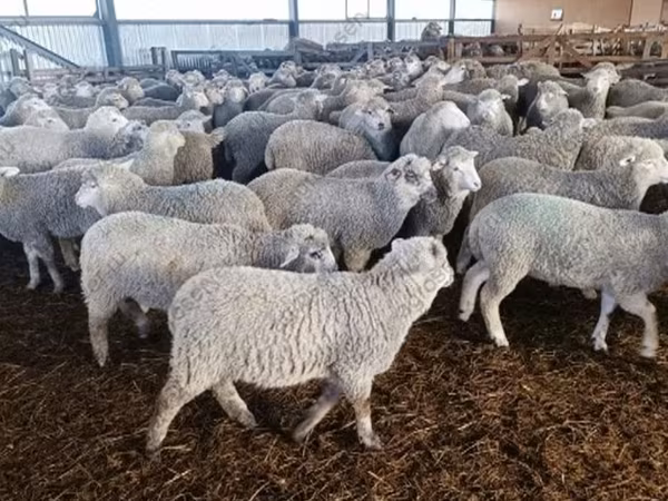 भेड़, Kuibyshev sheep