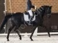 Caballo, Caballos — foto 2