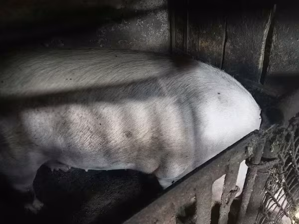 ნეზვი, ღორები