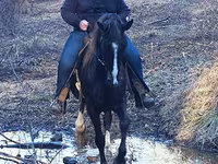 حصان, Rocky Mountain Horse — الصورة 6