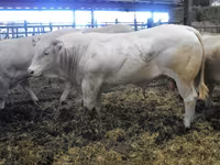 Toro, Blonde d’Aquitane cattle — foto 6