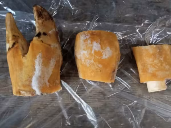 Ноги говяжьи обработанные, пиленые