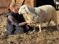 公羊, Assaf sheep — 照片 2