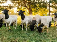 मेढ़ा, Dorper sheep — फ़ोटो 3