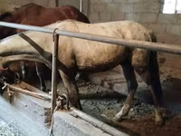 ცხენი, Horse breed — ფოტო 5