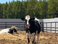 Vaca, Raza Holstein — foto 5