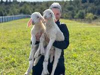 公羊, Assaf sheep — 照片 3