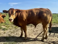 Bulle, Limousin-Kuh — Foto 1