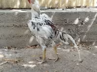 Chickens — ფოტო 2