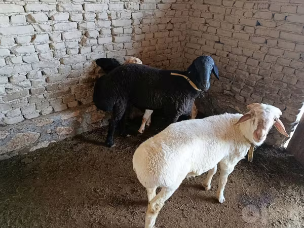 Ram, Sheep