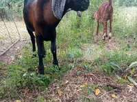 Billy Goat, Nubian Goat — photo 4