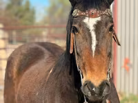Caballo, Mustang — foto 3