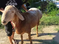 मेढ़ा, Agin sheep — फ़ोटो 3