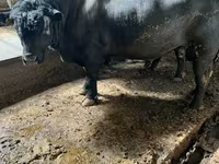 Bull, Cattle — photo 5