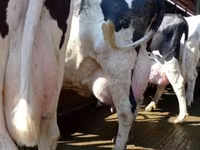 ძროხა, Swiss cattle — ფოტო 1