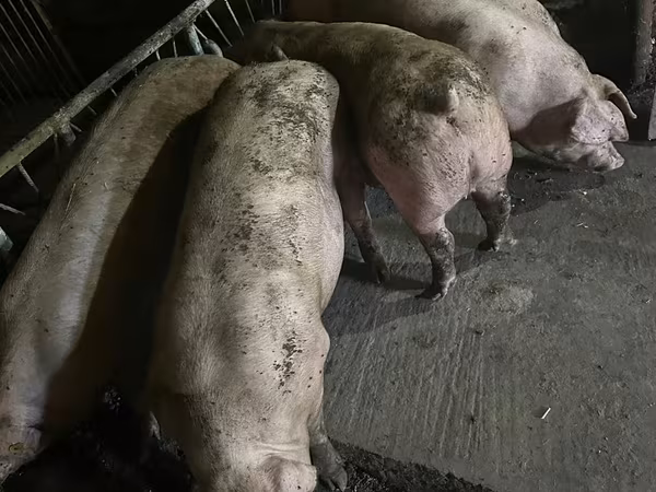 Eber, Schweine