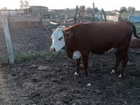 ძროხა, Latvian Blue cattle — ფოტო 2