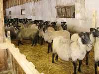 نعجة, Romanov sheep — الصورة 3