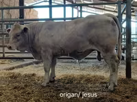 ხარი, Charolais cattle — ფოტო 5