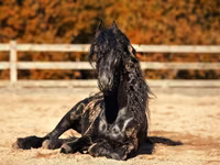 Hengst, Friesian — Foto 3