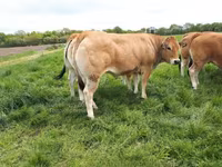 Vaca, Raza de vaca — foto 1