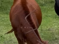 Cow, Cattle — photo 3