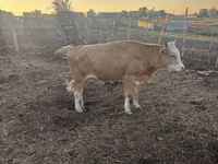 ძროხა, Latvian Blue cattle — ფოტო 4