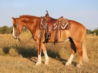 ცხენი, Gypsy horse — ფოტო 3